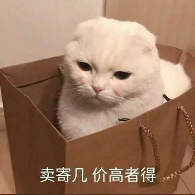 卖寄几价高者得(猫咪表情包)