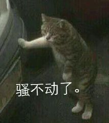 骚不动了。(猫咪表情包)