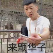 来颗华子