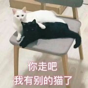 你走吧，我有别的猫了