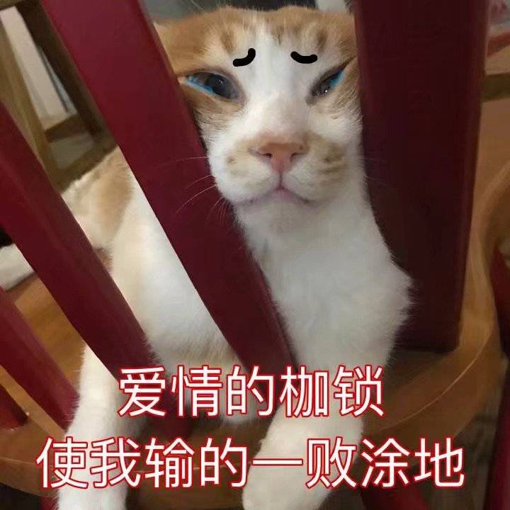 爱情的枷锁使我输的一败涂地（猫咪）