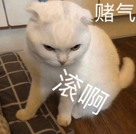 猫咪赌气 滚啊