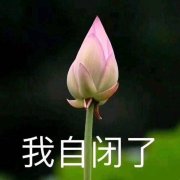 荷花：我自闭了