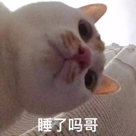 睡了吗哥（猫咪的注视）