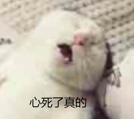 心死了真的（猫咪）