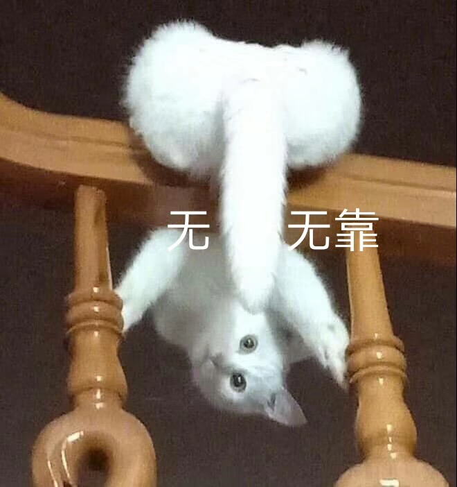 无依无靠（猫咪）