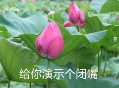 给你演示个闭嘴（含苞待放的荷花）