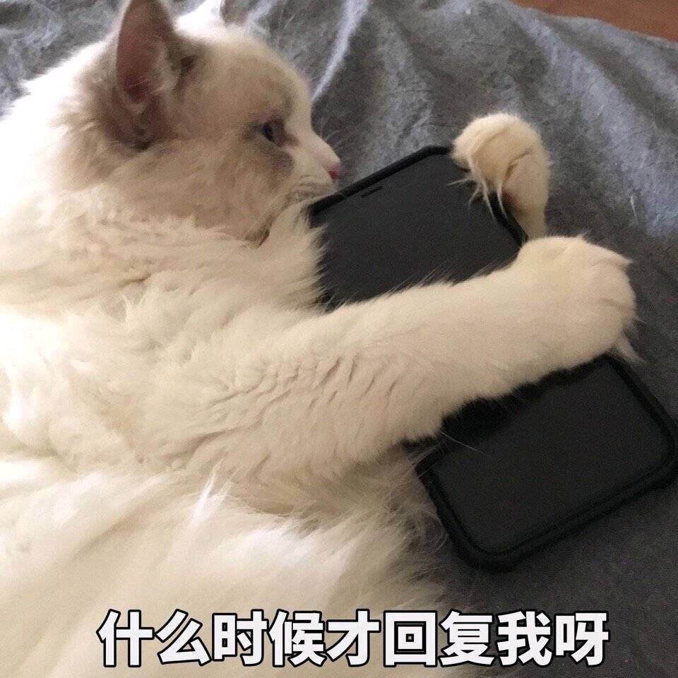 什么时候才回复我呀（猫咪抱手机等信息）