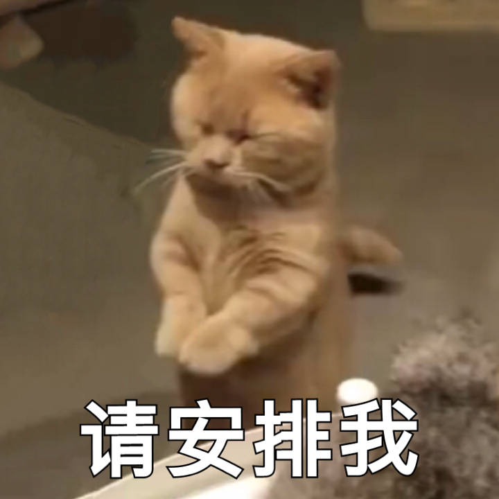 请安排我（猫咪）