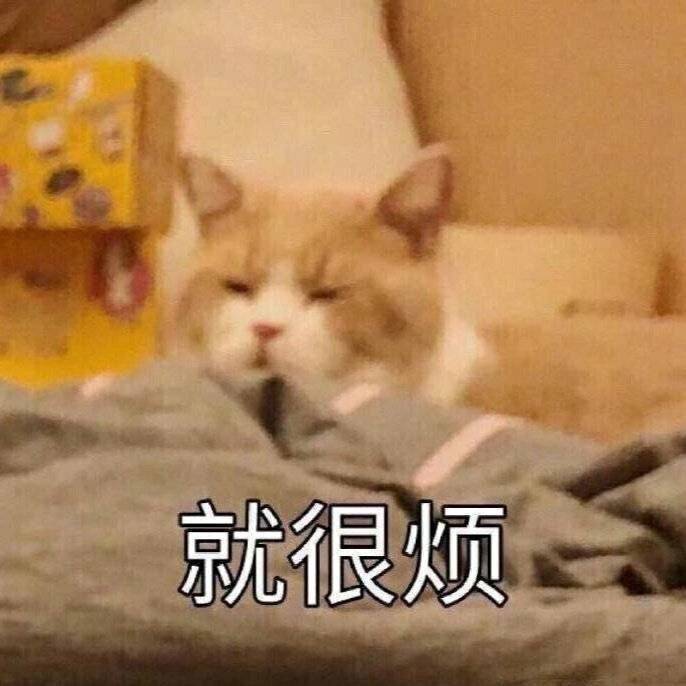 就很烦（猫咪）