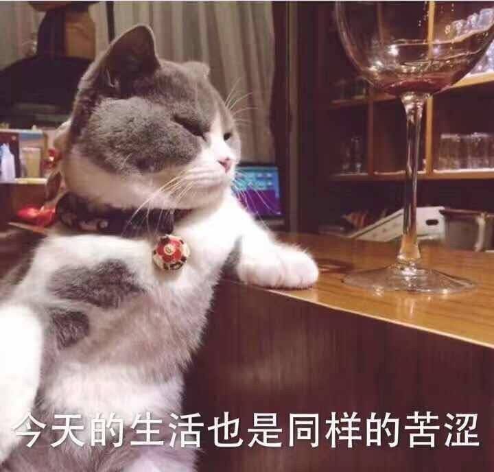 今天的生活也是同样的苦涩，喝闷酒的猫星人