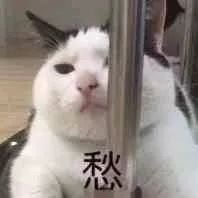 愁！靠着钢管的猫咪