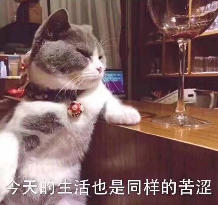 今天的生活也是同样的苦涩，猫星人酒吧喝酒