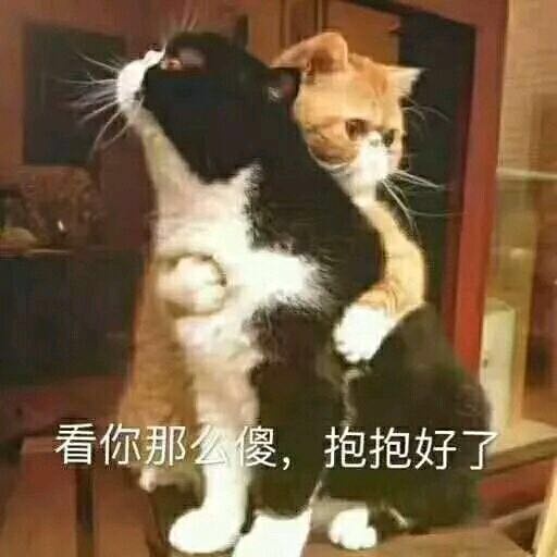 看你那么傻，抱抱好了（猫咪）