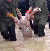 被生活折磨疯的你（在洪水中被救出的网红猪）