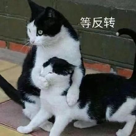 等反转(猫猫表情包)