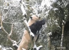 树上那只你礼貌吗