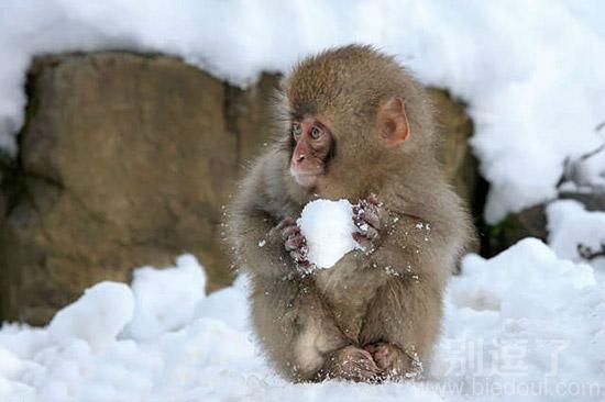 抱着雪球的猴子。。