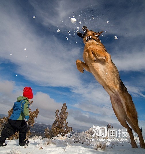 矫健的小狗图片