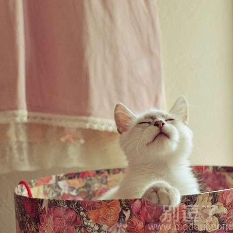 正在洗澡的猫咪。。