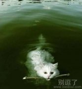 哇！不怕水的猫咪耶！