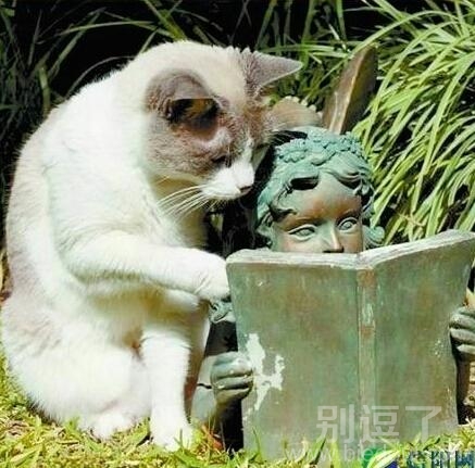 在教雕像看书的猫咪。。