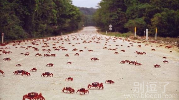 河蟹横行，没人吃吗。