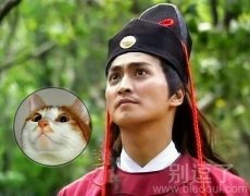 猫和展昭的故事。