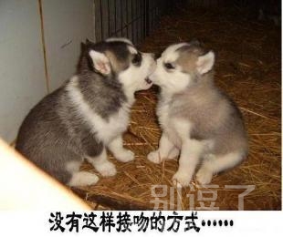 两只接吻的狗狗。。