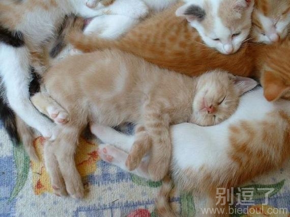一堆萌物的猫咪。