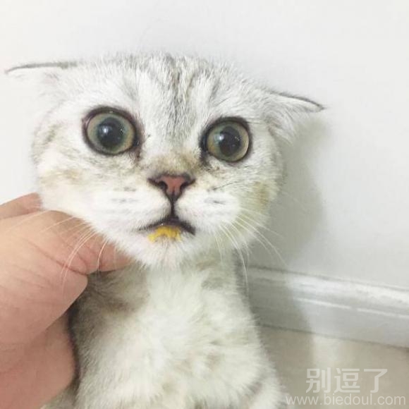 逮到偷吃屎的猫猫