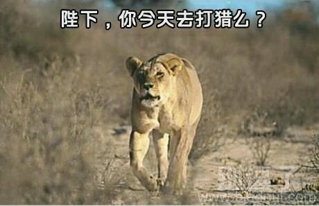 你今天去打猎吗？？