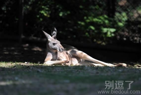 优雅的袋鼠，你好吧