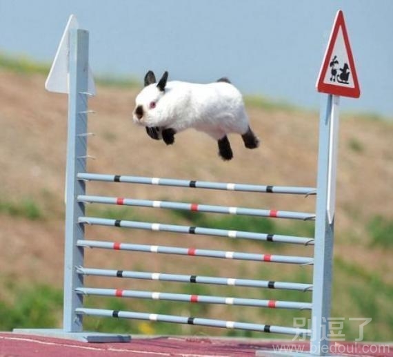 兔子跨栏，蹦得老高