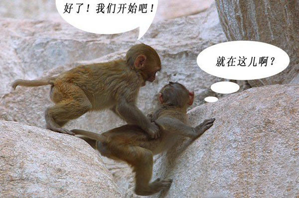 爆笑猴子图片,猴子交配的那点事。