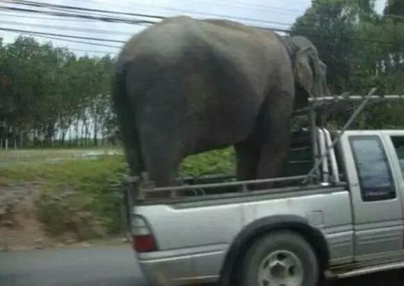 大象这样挤不挤呀