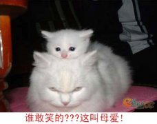 猫猫一家趣图