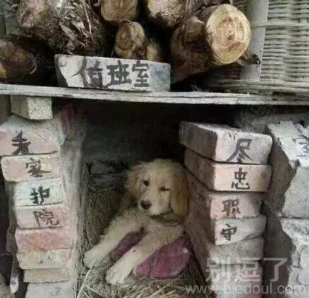 新来的看家中华田园犬