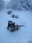 怎么没有雪橇呢？