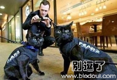 在警犬之后，警猫终于华丽登场！！