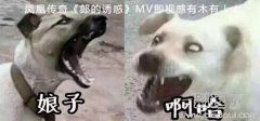 凤凰传奇请它们演MV，收视肯定长红啊！