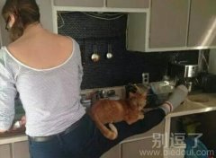 我养只猫我容易吗