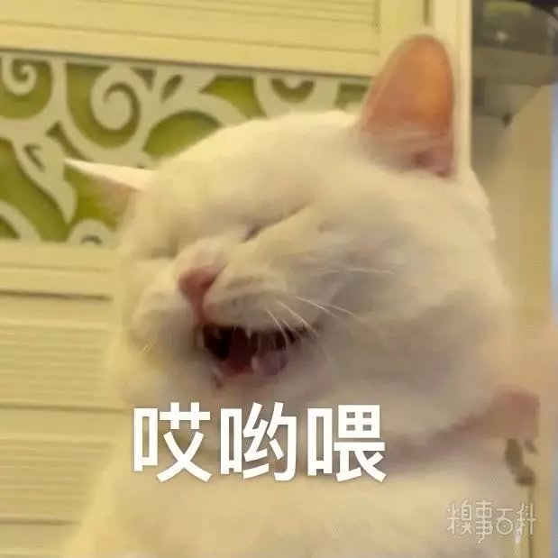 猫咪表情包 哎呀喂表情包