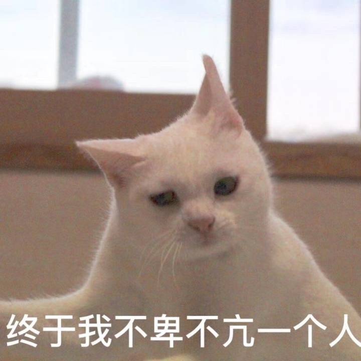 （猫咪表情包）终于我不骄不躁一个人了表情包