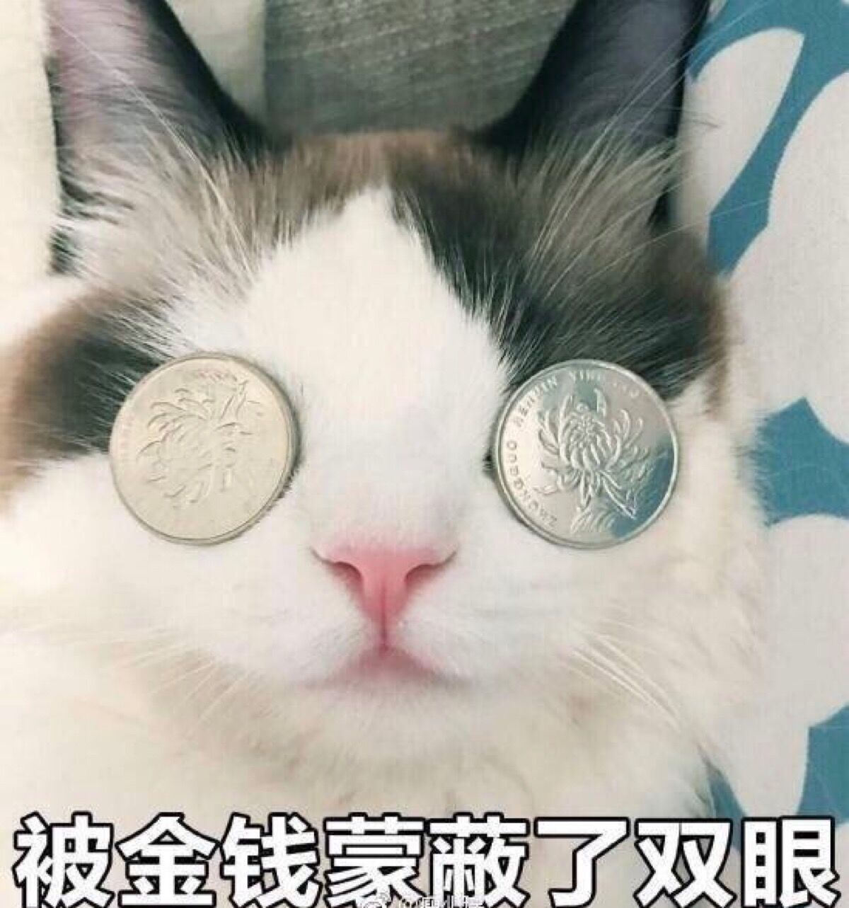 液金钱蒙酸了双眼表情包