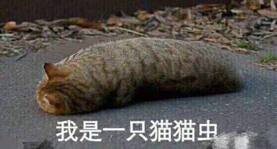 我是一只猫猫虫表情包