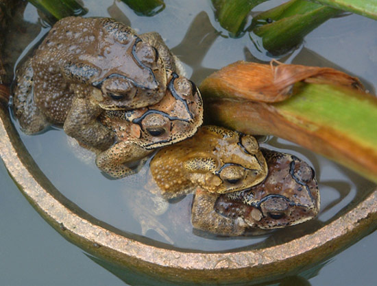 海洋生物高清交配图片