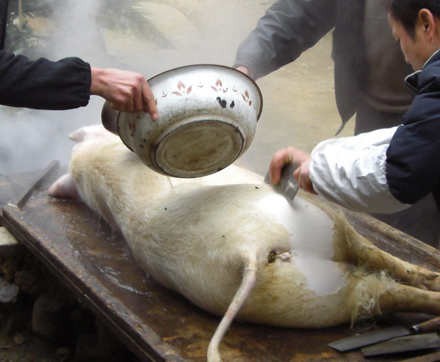 杀猪图片,用杀猪刀杀猪,杀猪全过程报道！猪肉好吃但人类好残忍啊！