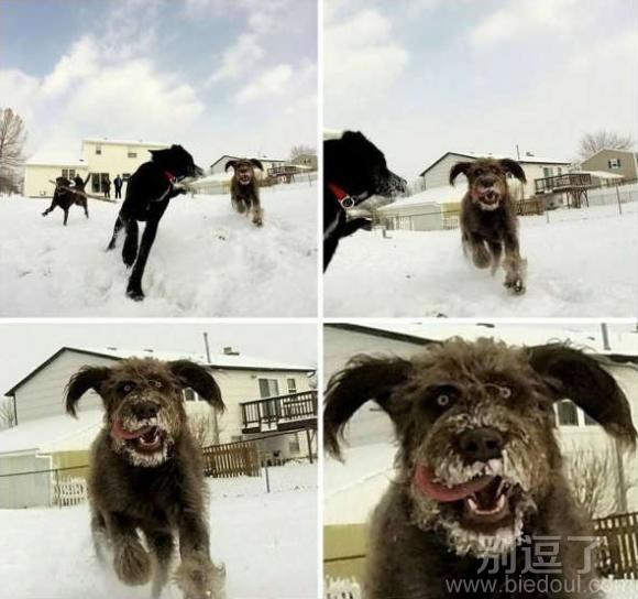 汪星人遇到雪，风格都变了。