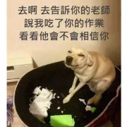 老师，我说作业被狗吃了，你会相信吗？萌宠搞笑图片